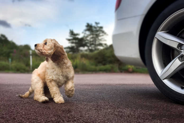 Innan hundvalpen flyttar in - så får du ett säkert hem