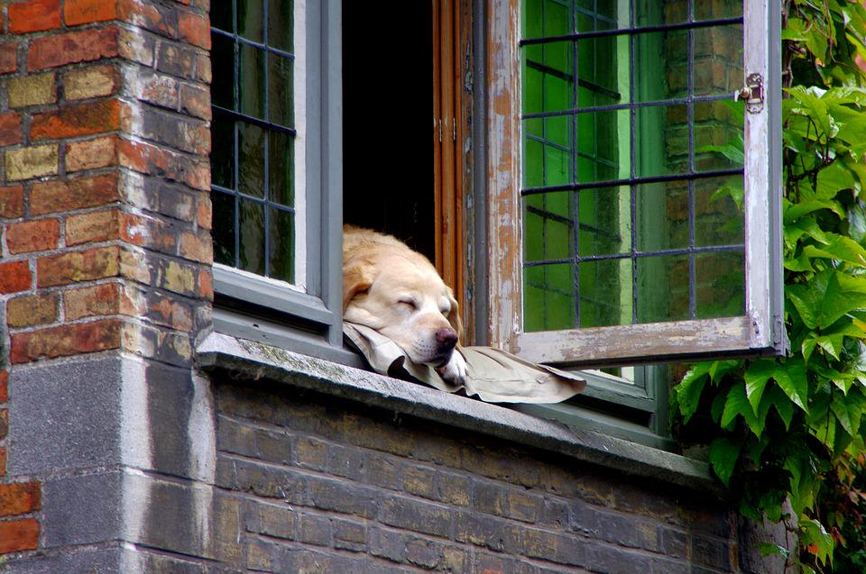 Innan hundvalpen flyttar in - så får du ett säkert hem