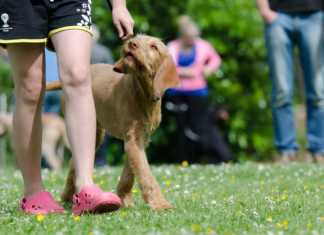 5 viktiga kommandon din hund måste kunna följa