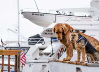 Ta med hunden på sjön - så seglar du säkert