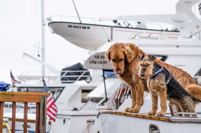 Ta med hunden på sjön - så seglar du säkert