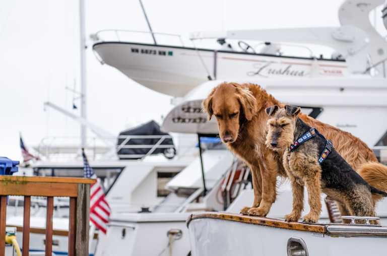 Ta med hunden på sjön - så seglar du säkert