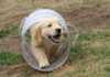 Gullig valp i tunnel - 5 anledningar till varför du skall ha en hundförsäkring