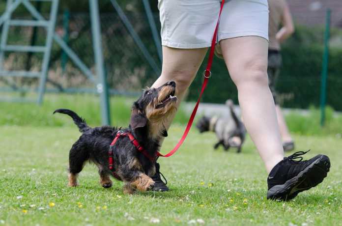 dachshund-672780_960_720 Lydnadstävling och träning med hund - så kommer du igång