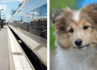 Ta med hunden på tåg - Tips och råd innan resan.