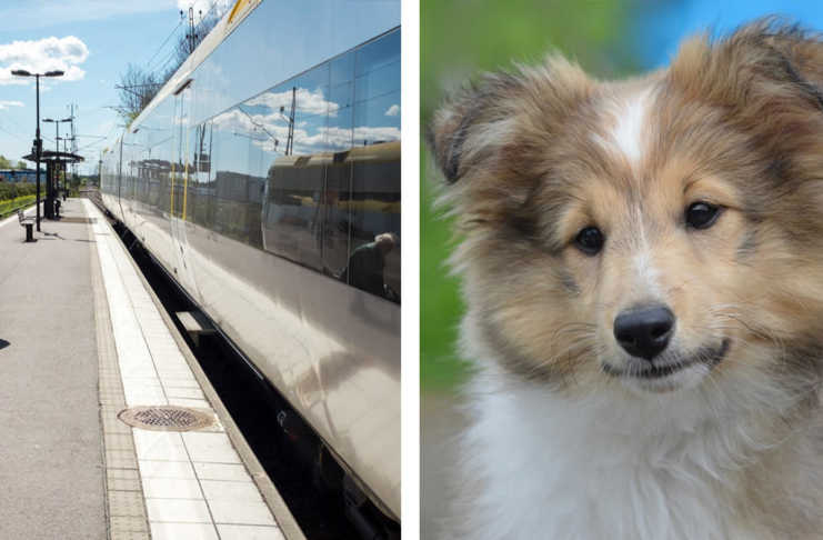 Ta med hunden på tåg - Tips och råd innan resan.