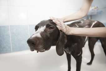 Bada och duscha hunden med hundschampo