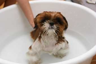 Lär din hund att duscha och bada - steg för steg.