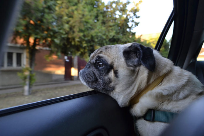 Hur länge kan man lämna hunden i bilen